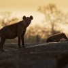 Hyena skvrnita - Crocuta crocuta - Spotted Hyena o8104